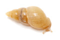 Leptinaria sp. adult